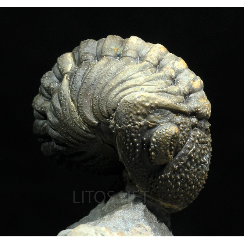 Trilobites Morocops spinifer