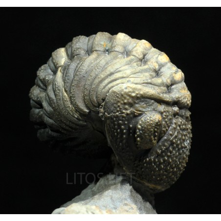 Trilobites Morocops spinifer