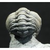 Trilobites Morocops spinifer