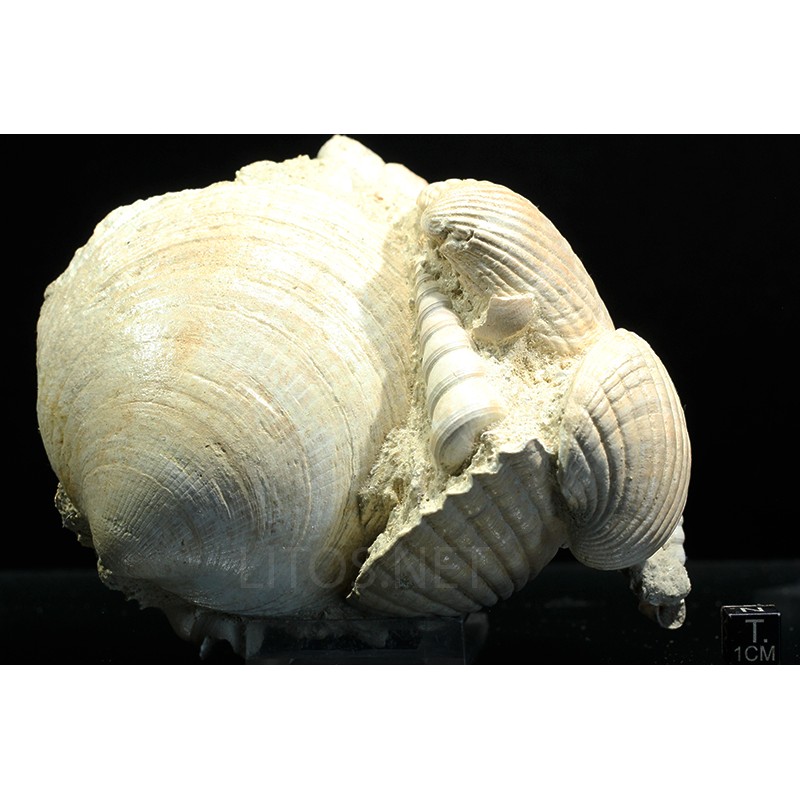 Glycymeris + Turritella + Pecten