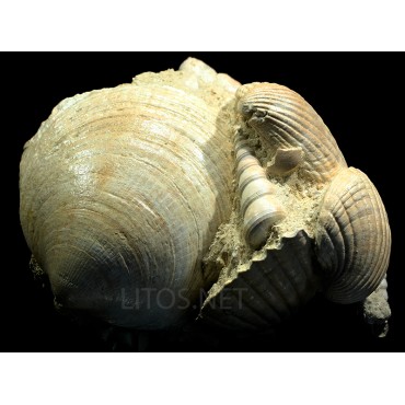 Glycymeris + Turritella + Pecten