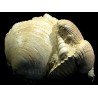 Glycymeris + Turritella + Pecten