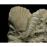 Turritella + Pecten