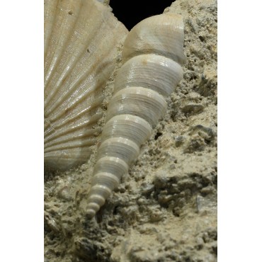 Turritella + Pecten