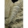 Turritella + Pecten