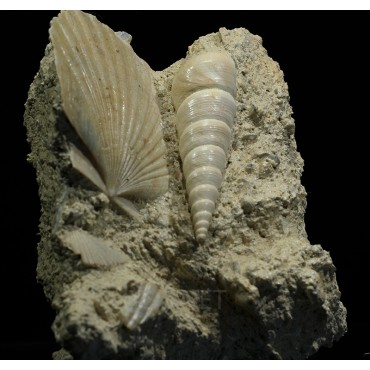 Turritella + Pecten