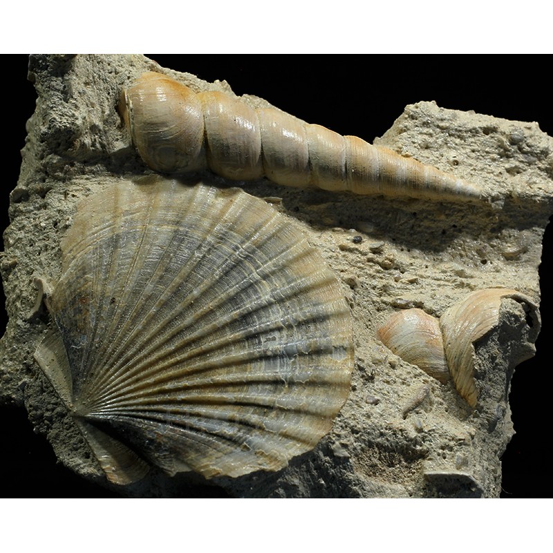 Turritella + Pecten