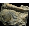 Turritella + Pecten