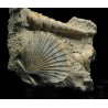 Turritella + Pecten