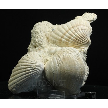 Pecten benedictus