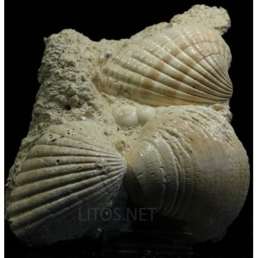 Pecten