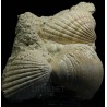 Pecten