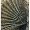 Turritella + Pecten