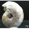 Ammonite pseudosonneratia s.p.