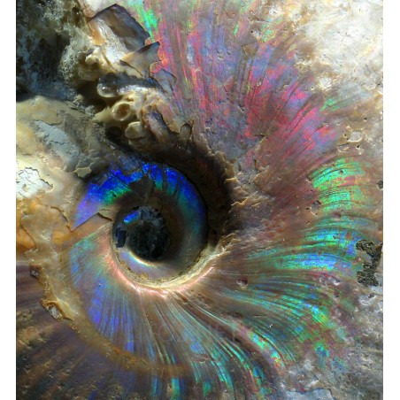 Ammonite pseudosonneratia s.p.