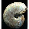 Ammonite pseudosonneratia s.p.