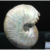 Ammonite pseudosonneratia s.p.