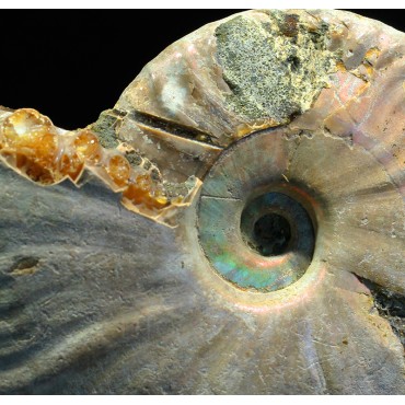 Ammonite pseudosonneratia s.p.