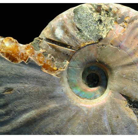 Ammonite pseudosonneratia s.p.