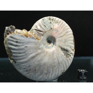 Ammonite pseudosonneratia s.p.