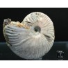 Ammonite pseudosonneratia s.p.