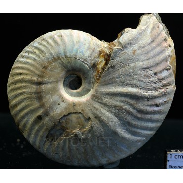 Ammonite pseudosonneratia s.p.