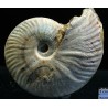 Ammonite pseudosonneratia s.p.