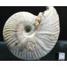 Ammonite pseudosonneratia s.p.