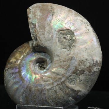 Ammonite pseudosonneratia s.p.