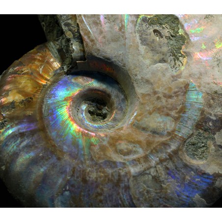 Ammonite pseudosonneratia s.p.