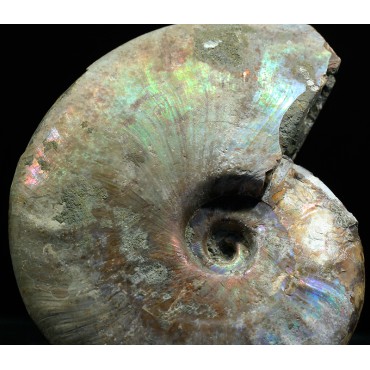 Ammonite pseudosonneratia s.p.