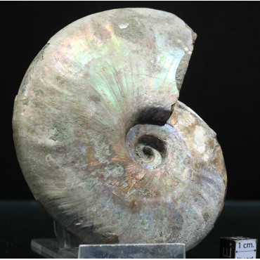 Ammonite pseudosonneratia s.p.