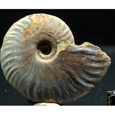 Ammonite pseudosonneratia s.p.