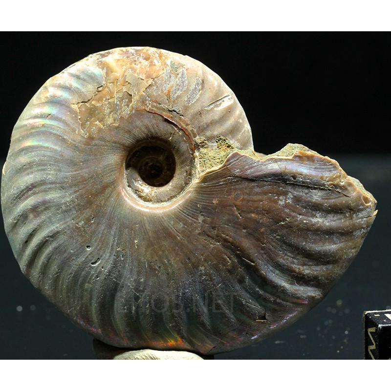 Ammonite pseudosonneratia s.p.