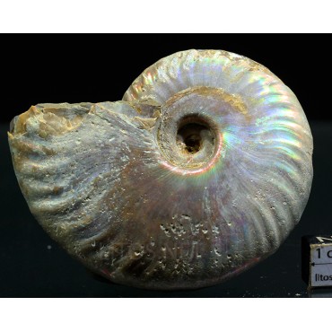 Ammonite pseudosonneratia s.p.