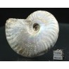 Ammonite pseudosonneratia s.p.