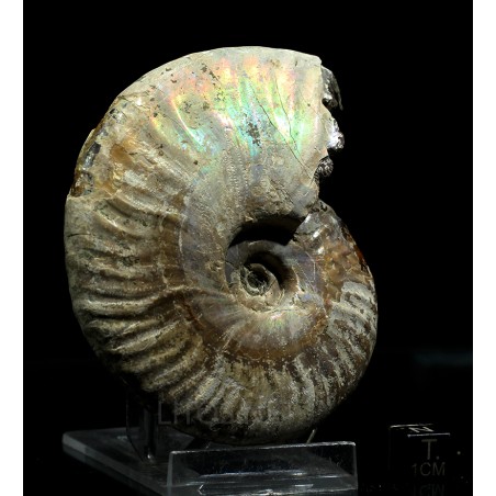 Ammonite pseudosonneratia s.p.