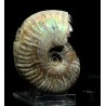 Ammonite pseudosonneratia s.p.