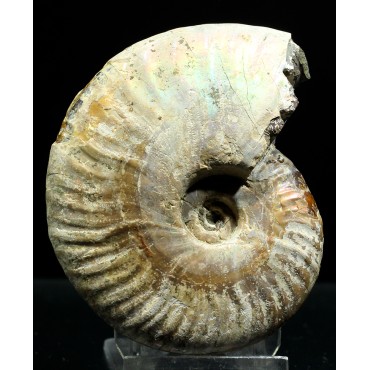 Ammonite pseudosonneratia s.p.