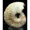 Ammonite pseudosonneratia s.p.