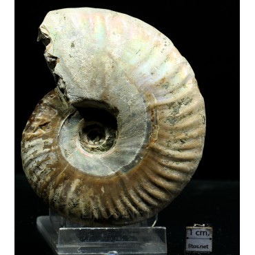 Ammonite pseudosonneratia s.p.