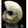 Ammonite pseudosonneratia s.p.