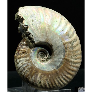 Ammonite pseudosonneratia s.p.