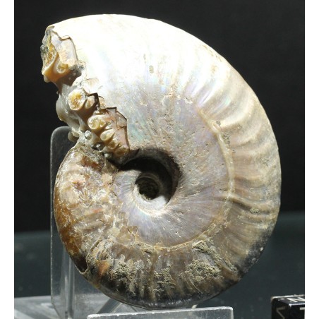 Ammonite pseudosonneratia s.p.