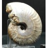 Ammonite pseudosonneratia s.p.