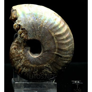 Ammonite pseudosonneratia s.p.