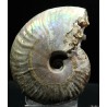 Ammonite pseudosonneratia s.p.