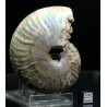 Ammonite pseudosonneratia s.p.