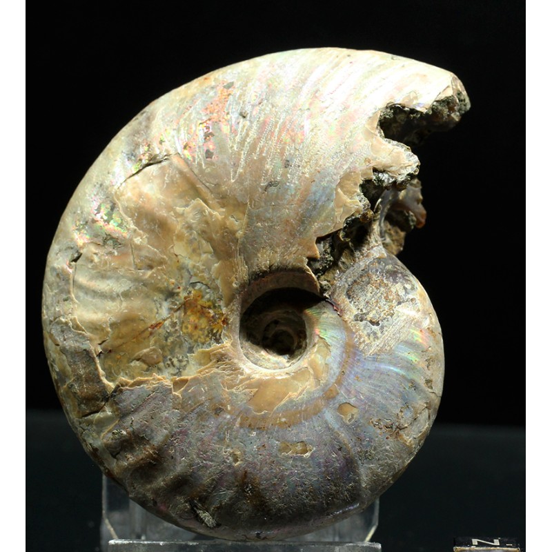 Ammonite pseudosonneratia s.p.