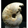 Ammonite pseudosonneratia s.p.